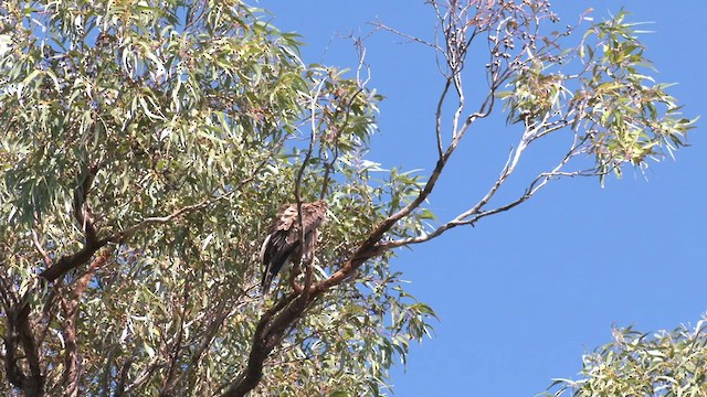 Whistling Kite - ML474785621