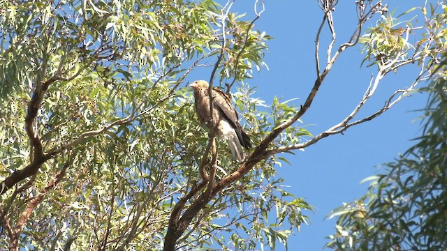 Whistling Kite - ML474785631