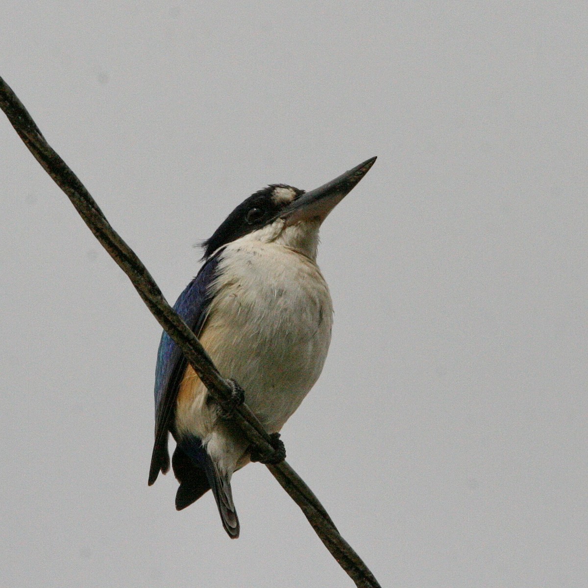 Forest Kingfisher - ML474785671