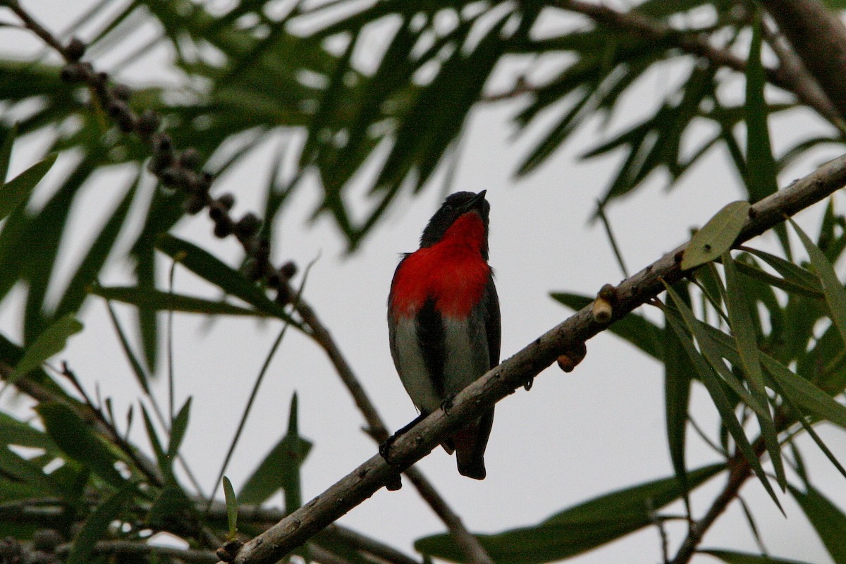 Mistletoebird - ML474785681