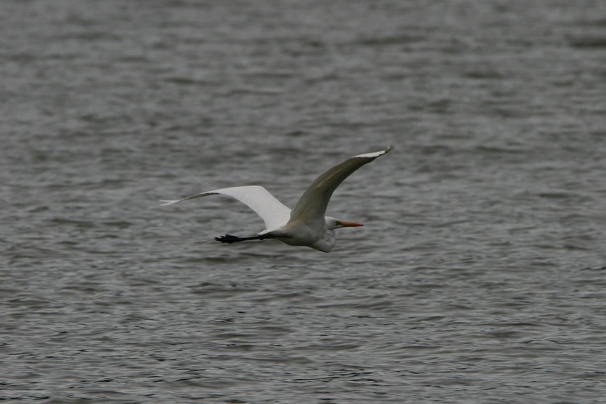 Great Egret - ML474785691
