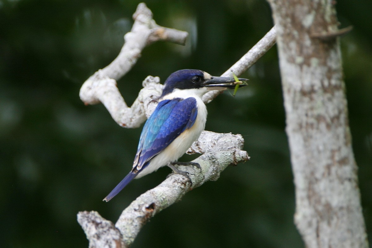 Forest Kingfisher - ML474785711