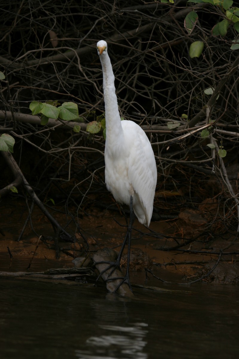 Great Egret - ML474785721