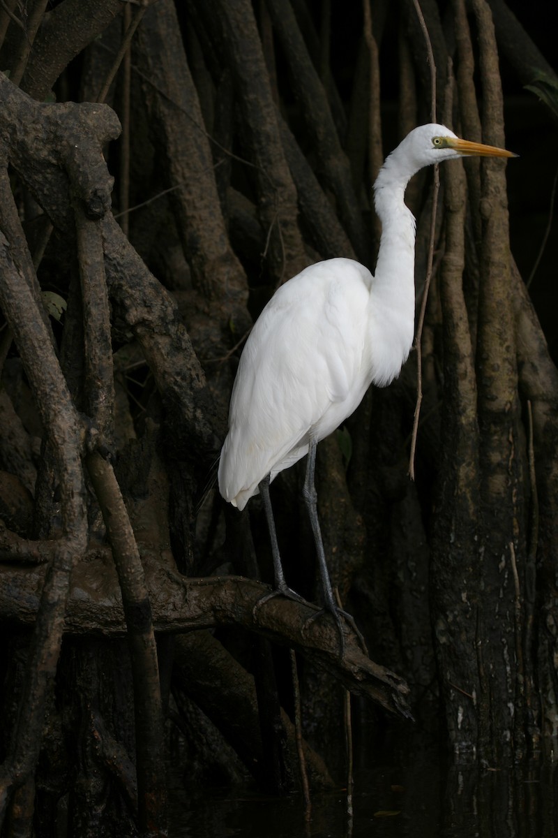 Great Egret - ML474785731