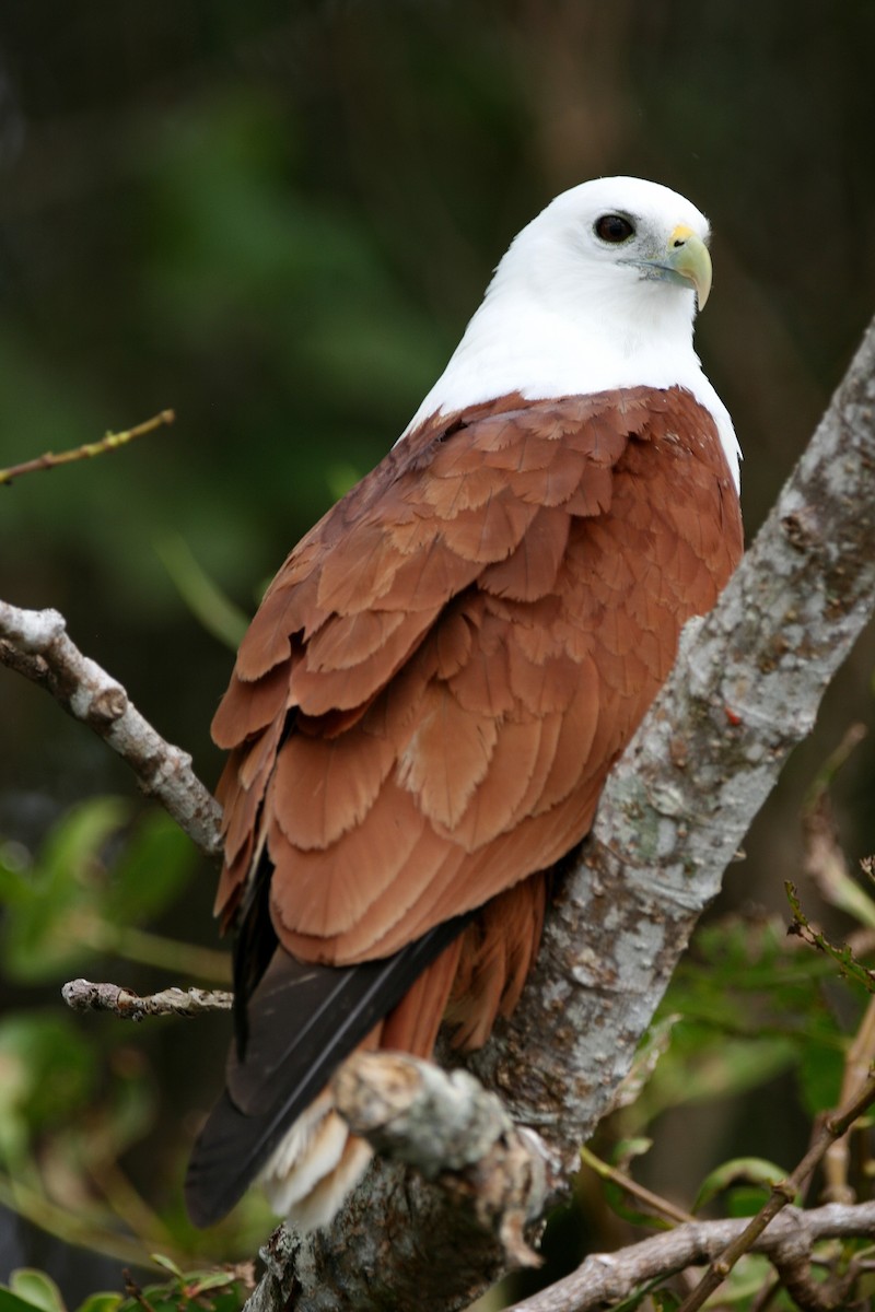 Brahminy Kite - ML474785741
