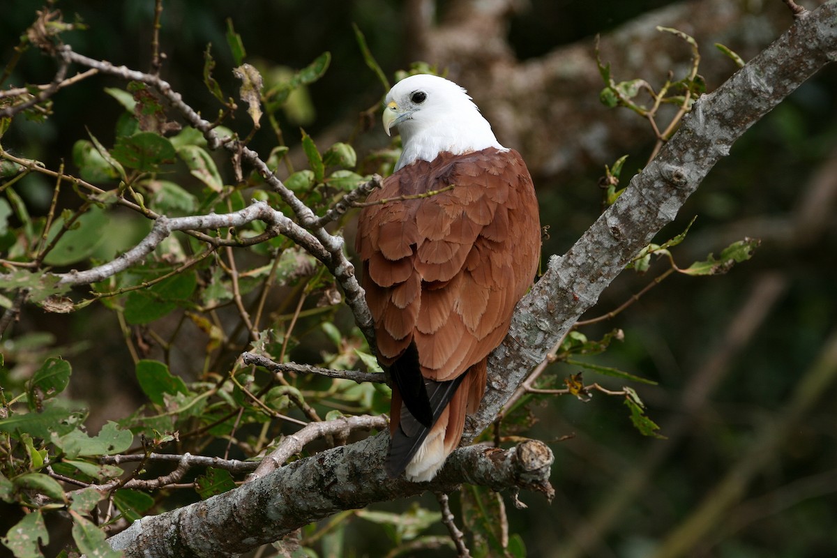 Brahminy Kite - ML474785781