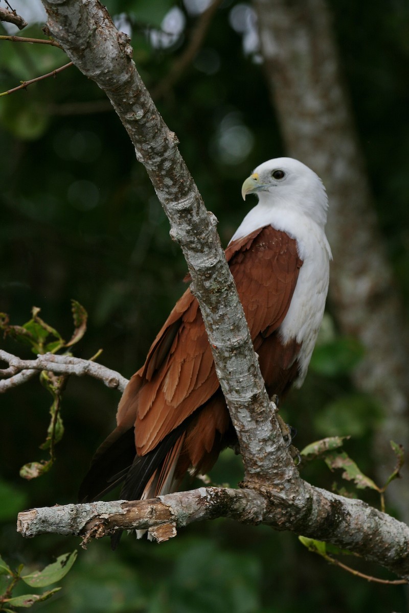 Brahminy Kite - ML474785791