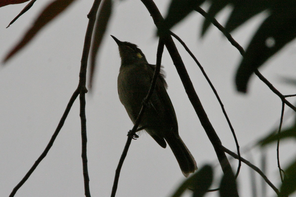 Yellow-spotted Honeyeater - ML474785851