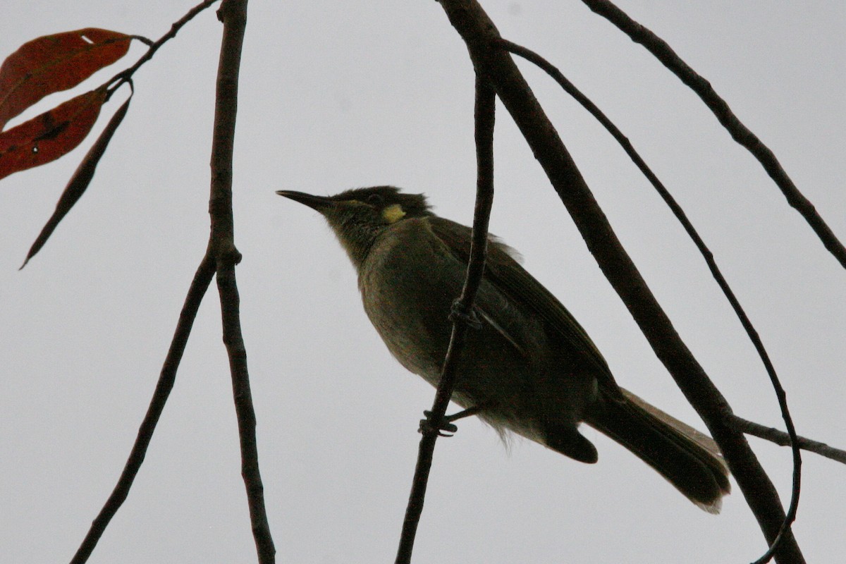 Yellow-spotted Honeyeater - ML474785861