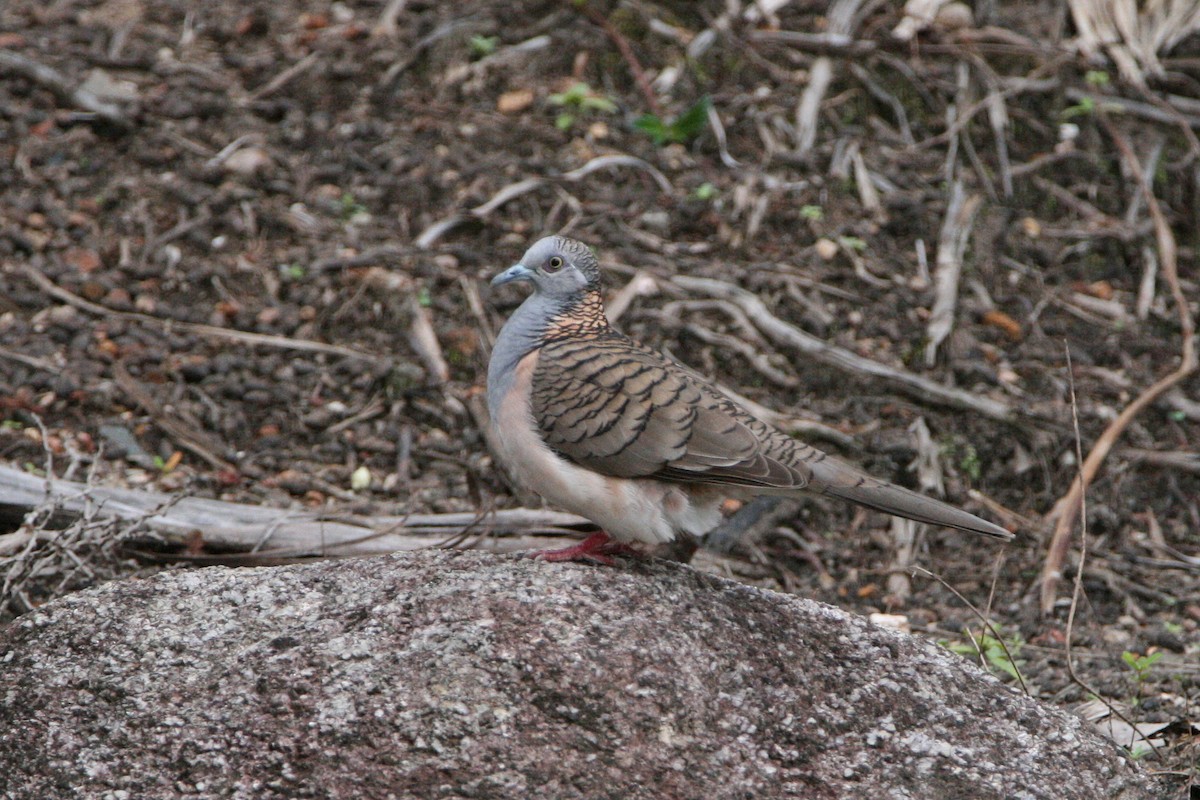 Bar-shouldered Dove - ML474785921