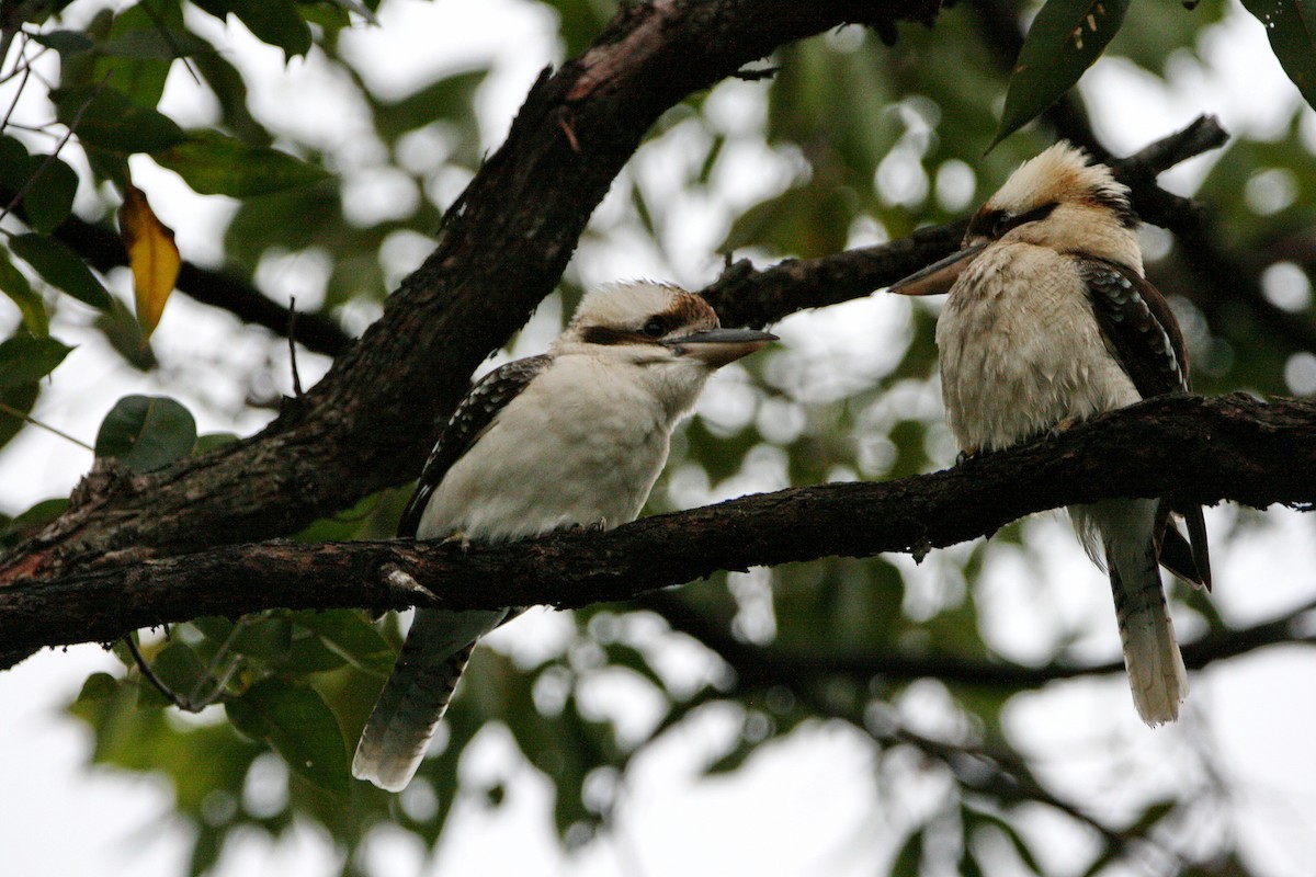 Laughing Kookaburra - ML474785991