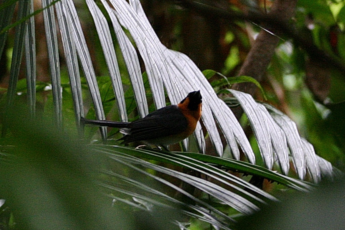 Australian Spectacled Monarch - ML474786101