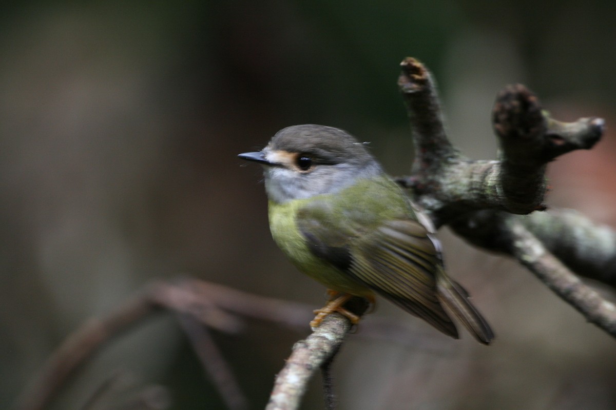 Pale-yellow Robin - ML474786161
