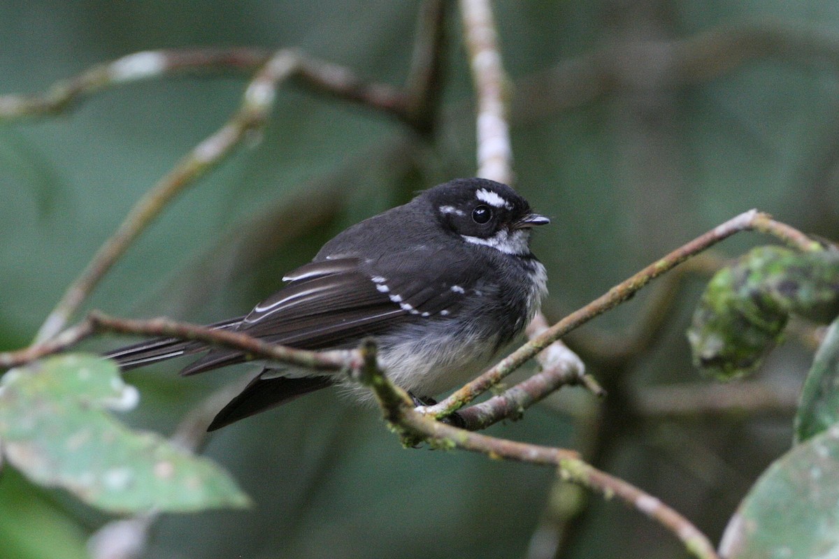 Gray Fantail - ML474786251