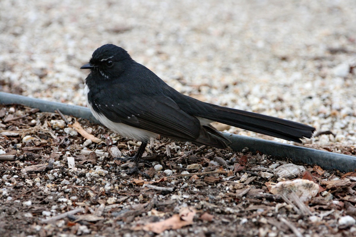 Willie-wagtail - ML474786461