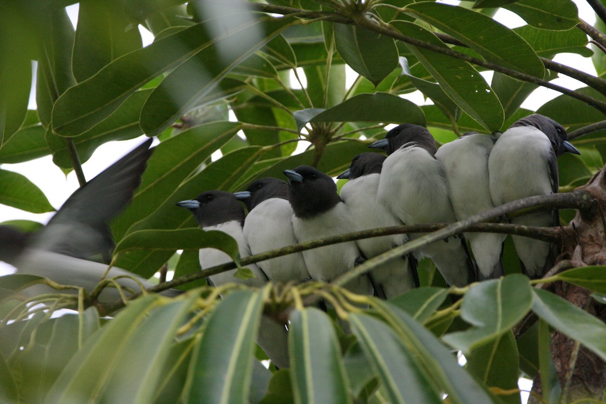 White-breasted Woodswallow - ML474786481