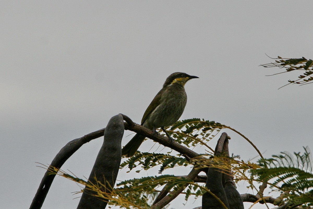 Mangrove Honeyeater - ML474786621