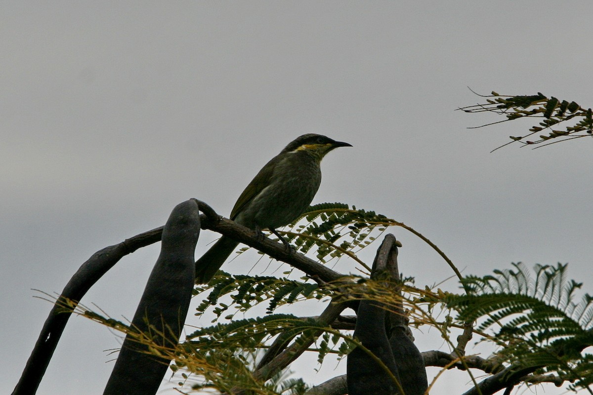 Mangrove Honeyeater - ML474786631