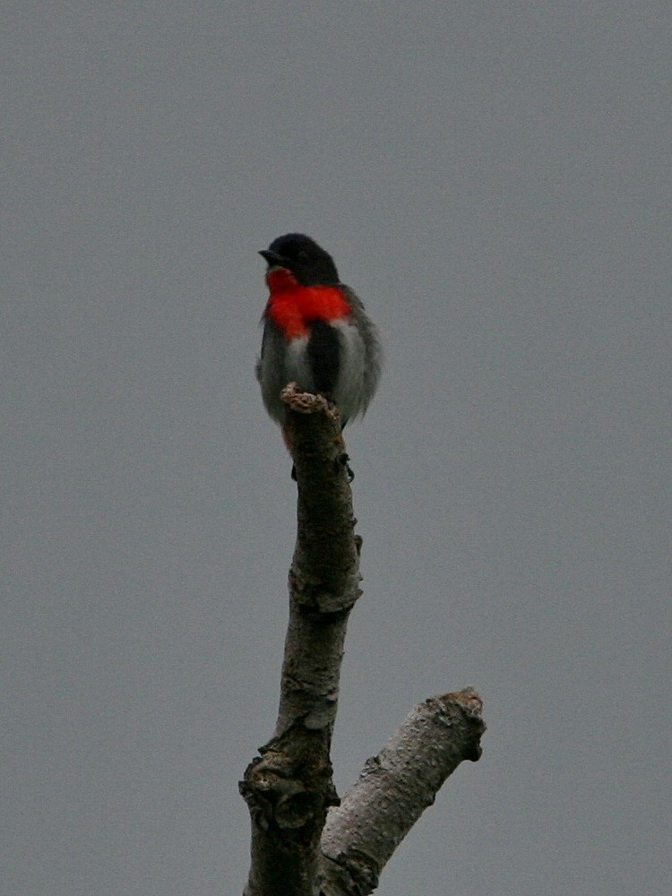 Mistletoebird - ML474786701