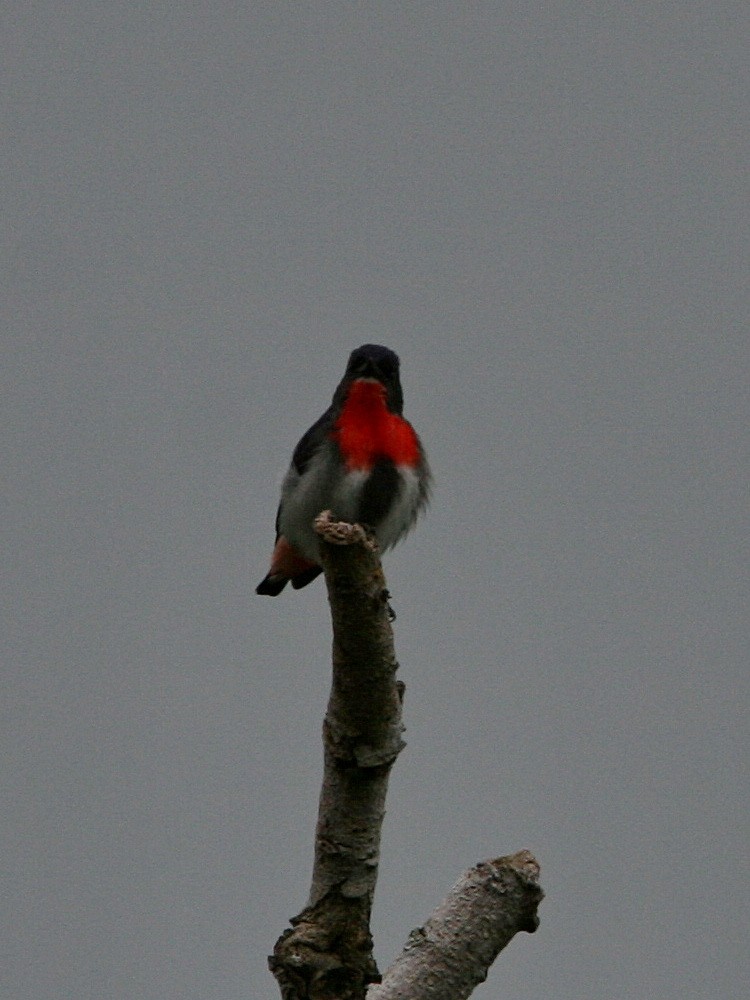 Mistletoebird - ML474786711