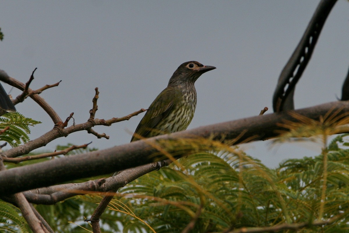 Australasian Figbird - ML474786731