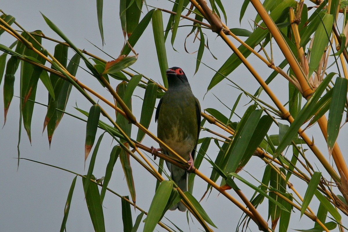 Australasian Figbird - ML474786741