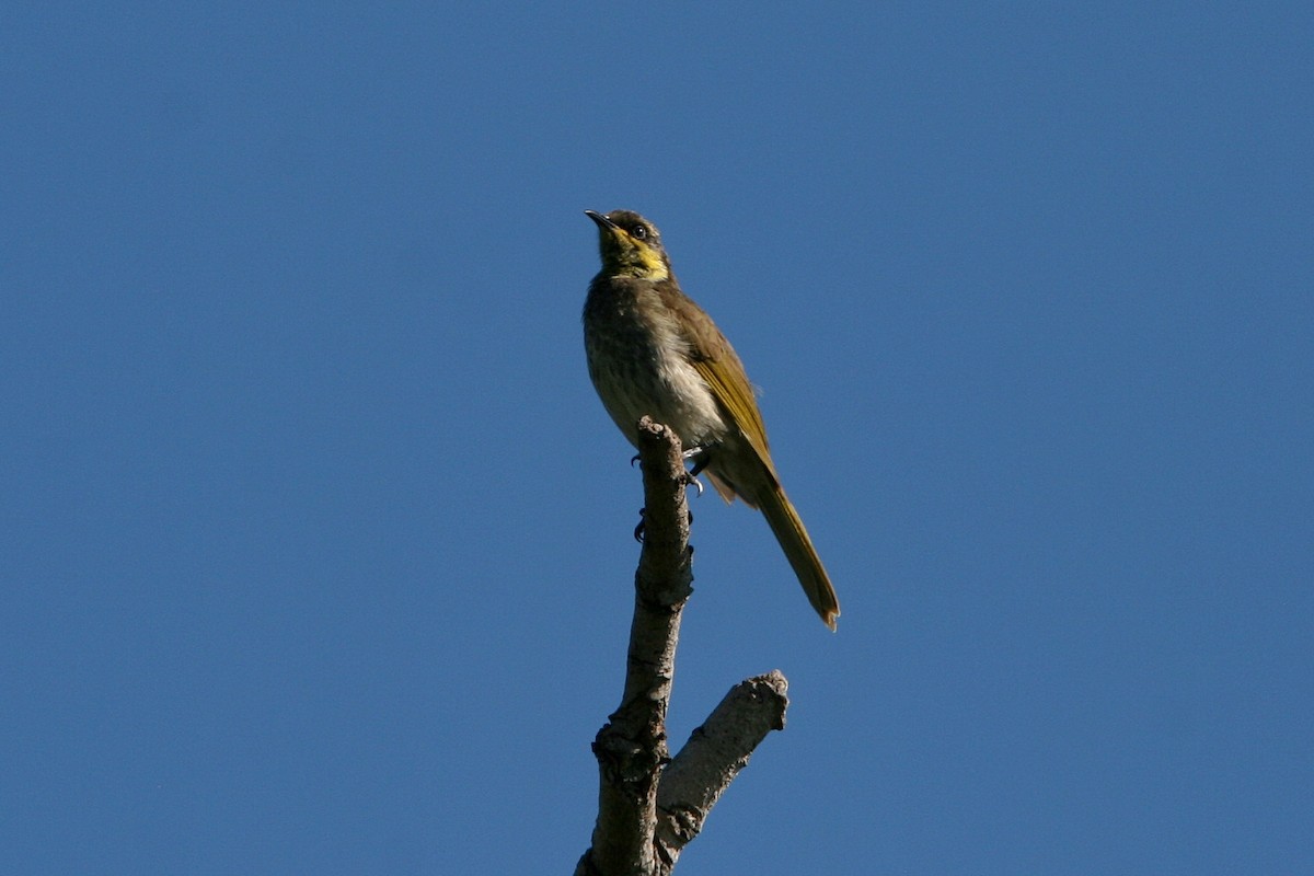 Mangrove Honeyeater - ML474786831