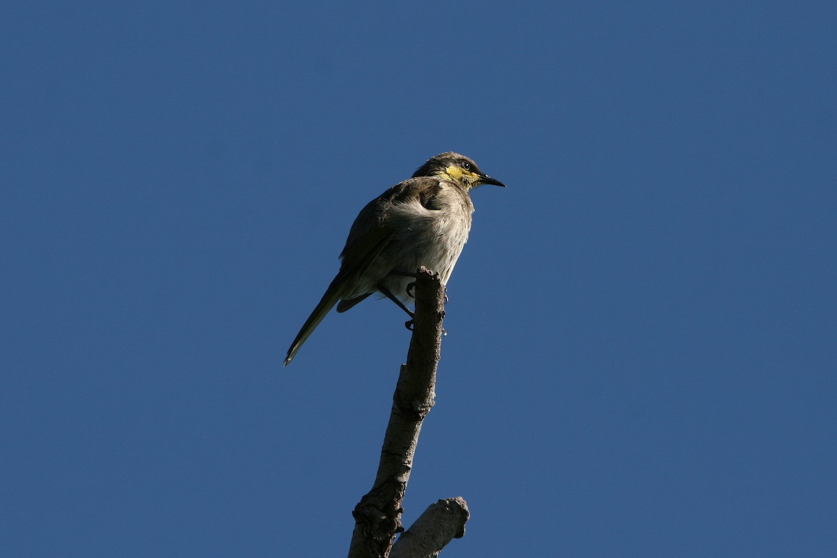 Mangrove Honeyeater - ML474786841