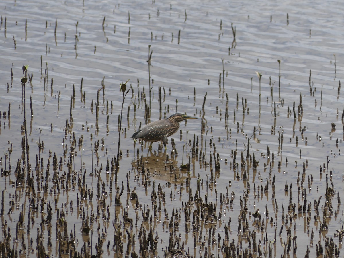 Striated Heron - ML474787361