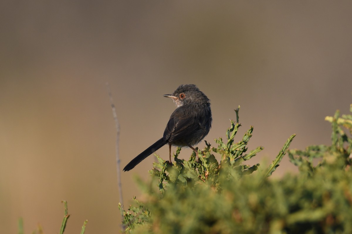 Dartford Warbler - ML474789691