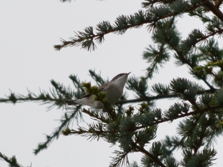 Lesser Whitethroat - ML474789711