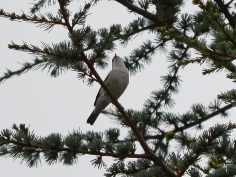 Lesser Whitethroat - ML474789731