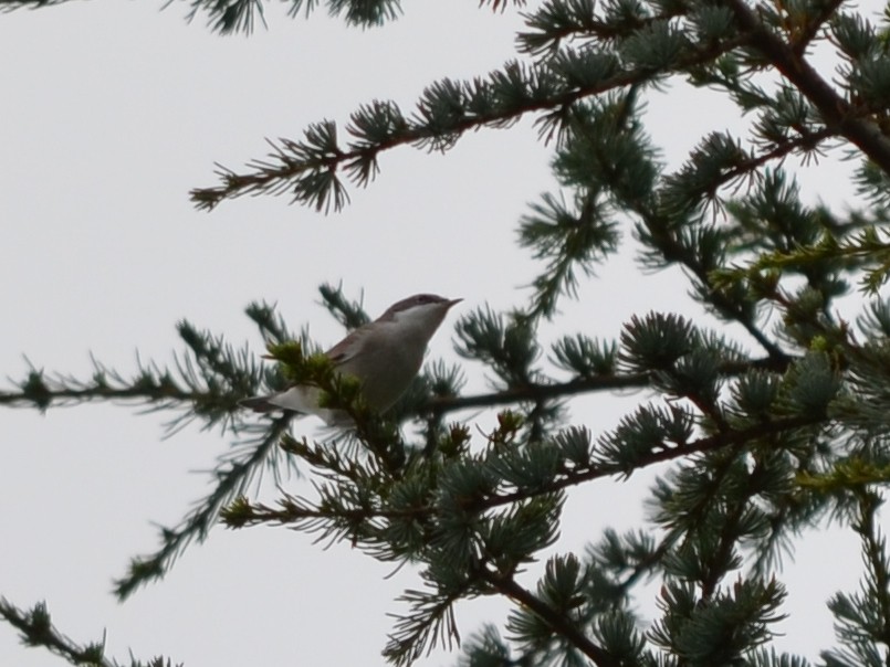 Lesser Whitethroat - ML474789741