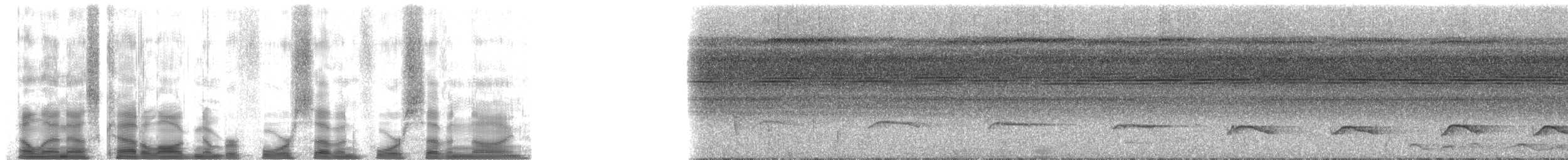 Лінивка-коротун бура - ML47479