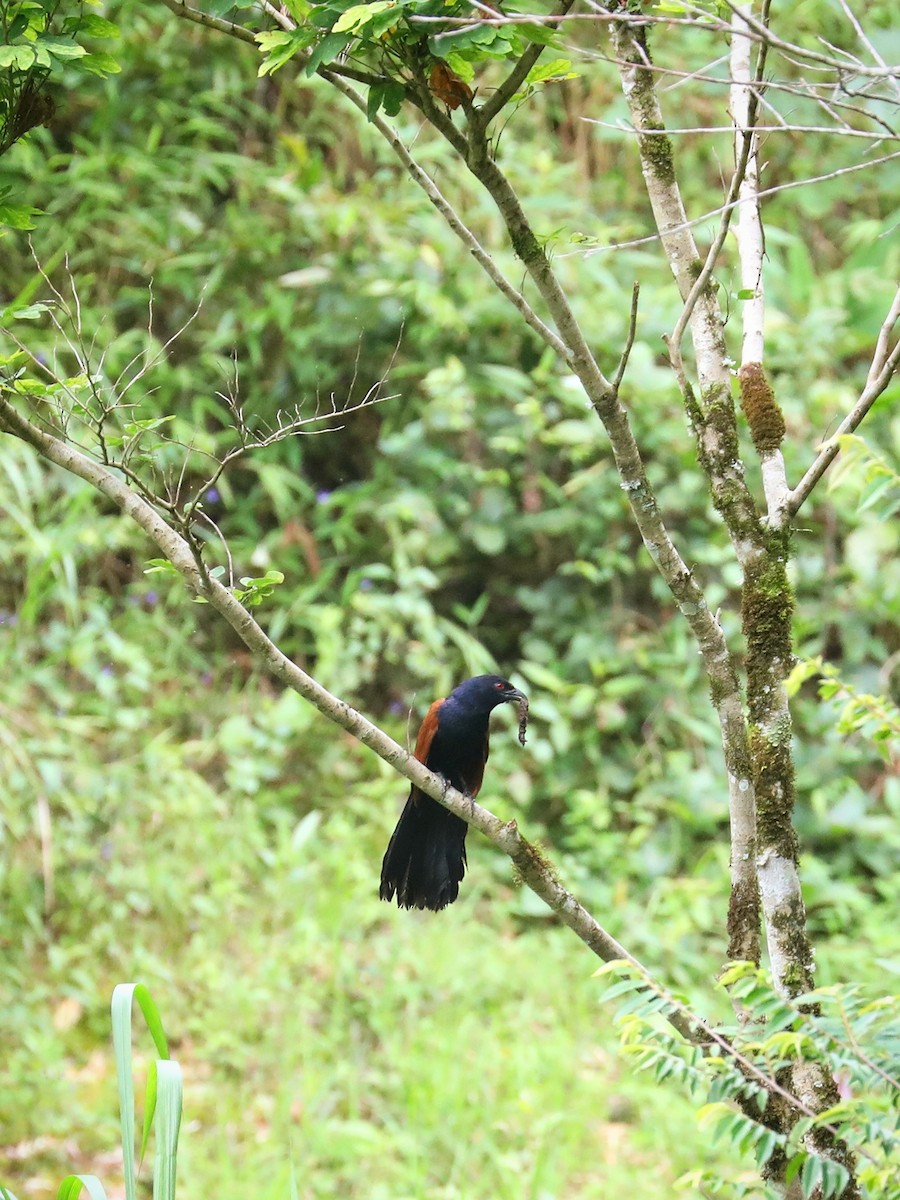 Greater Coucal - ML474791251
