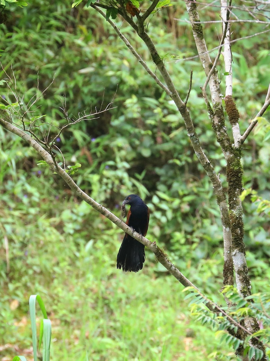 Greater Coucal - ML474791261