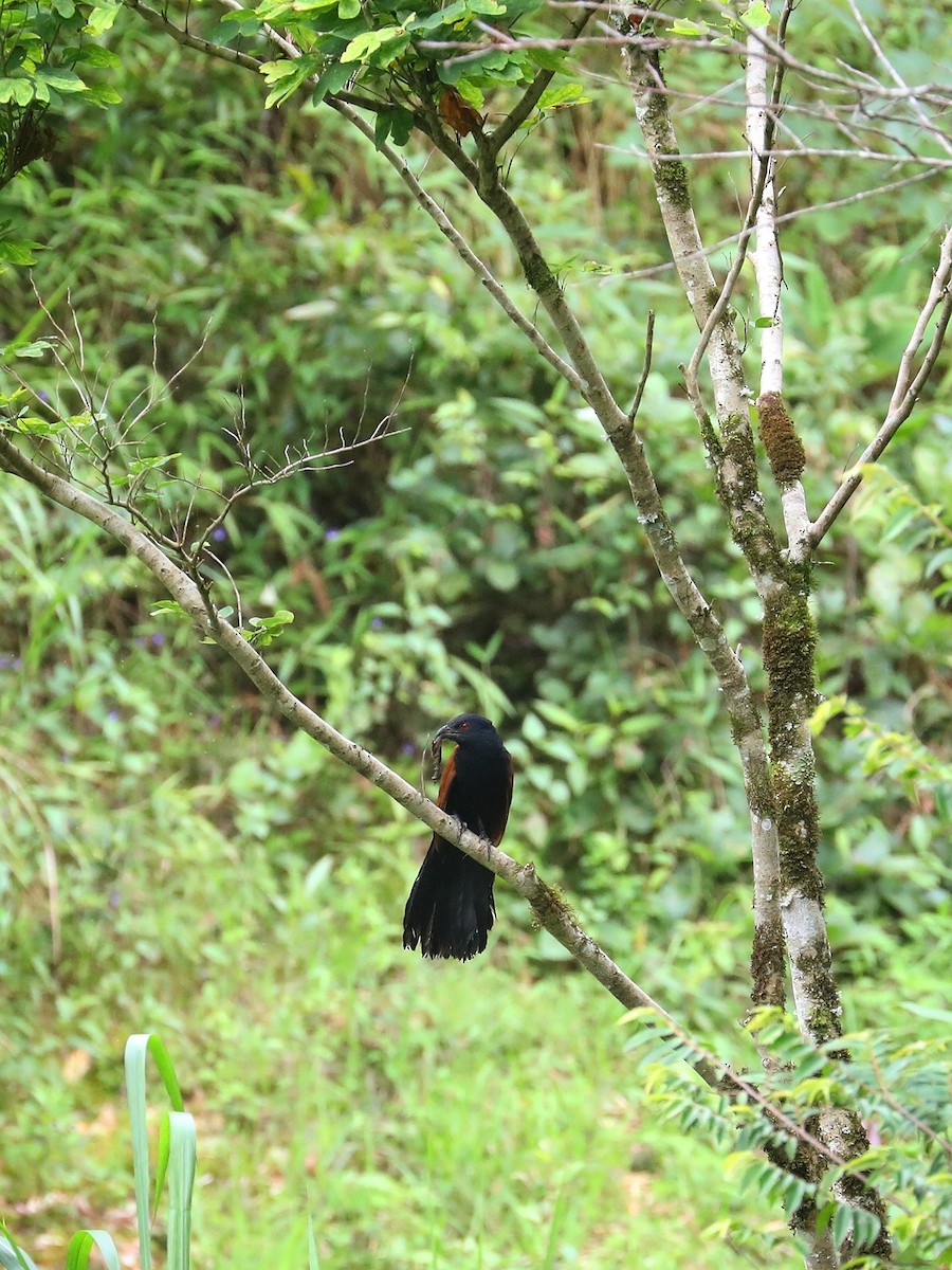 Greater Coucal - ML474791271