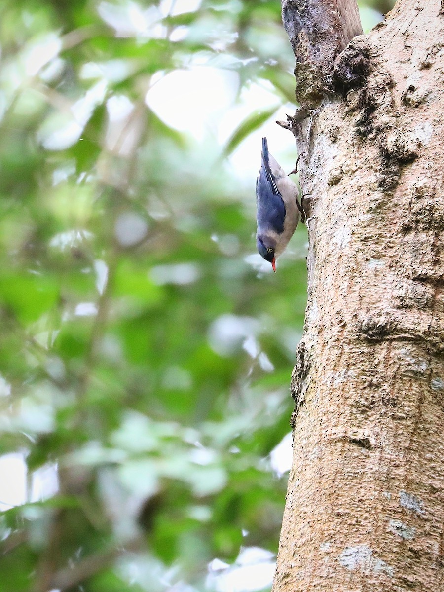 Velvet-fronted Nuthatch - ML474791721