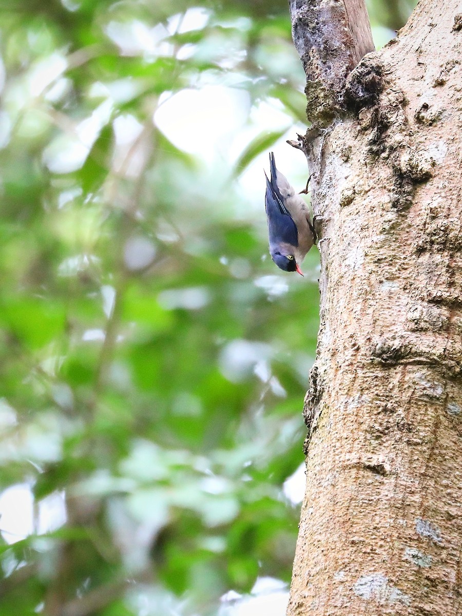 Velvet-fronted Nuthatch - ML474791731