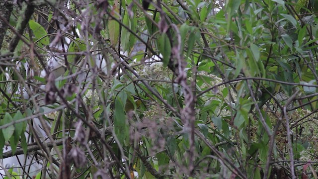 Weißbart-Buschammer (meridae) - ML474792