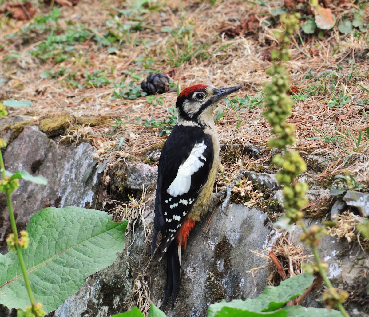 Himalayan Woodpecker - ML474794331