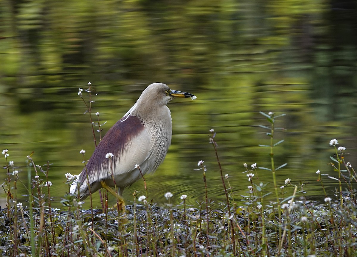 Indian Pond-Heron - ML474794721