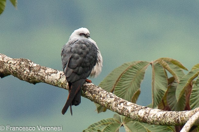 Plumbeous Kite - Francesco Veronesi