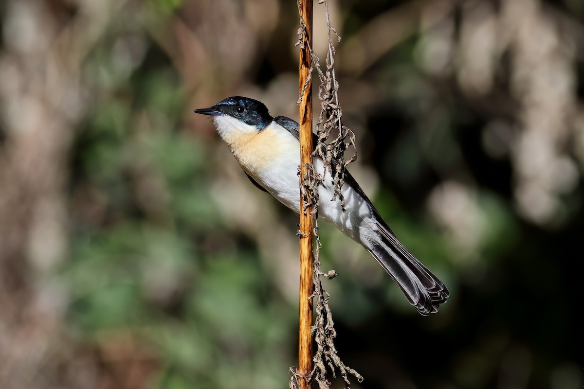 Restless Flycatcher - ML474795151