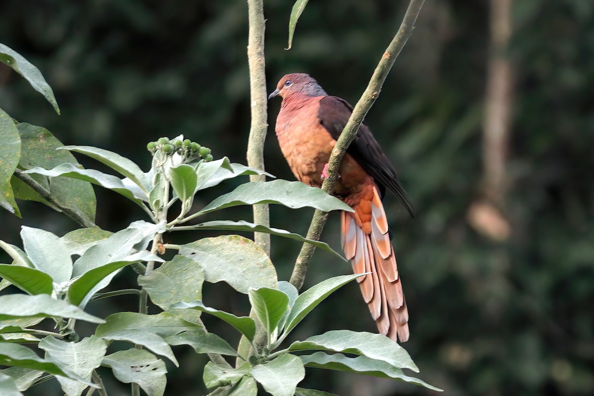 Brown Cuckoo-Dove - Marian W