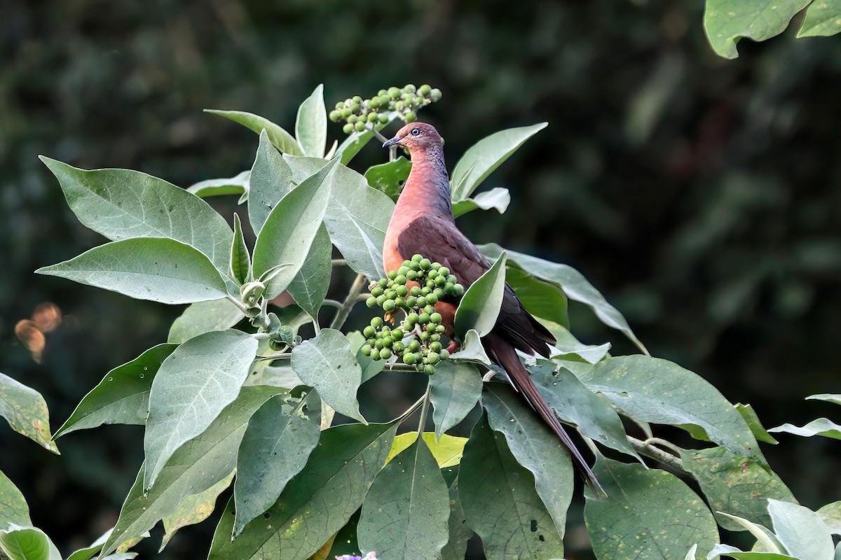 Brown Cuckoo-Dove - ML474795281