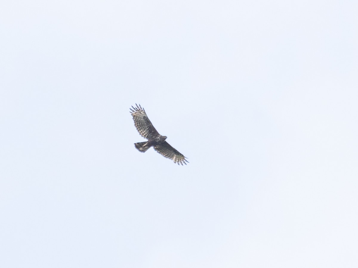 Changeable Hawk-Eagle - ML474795301