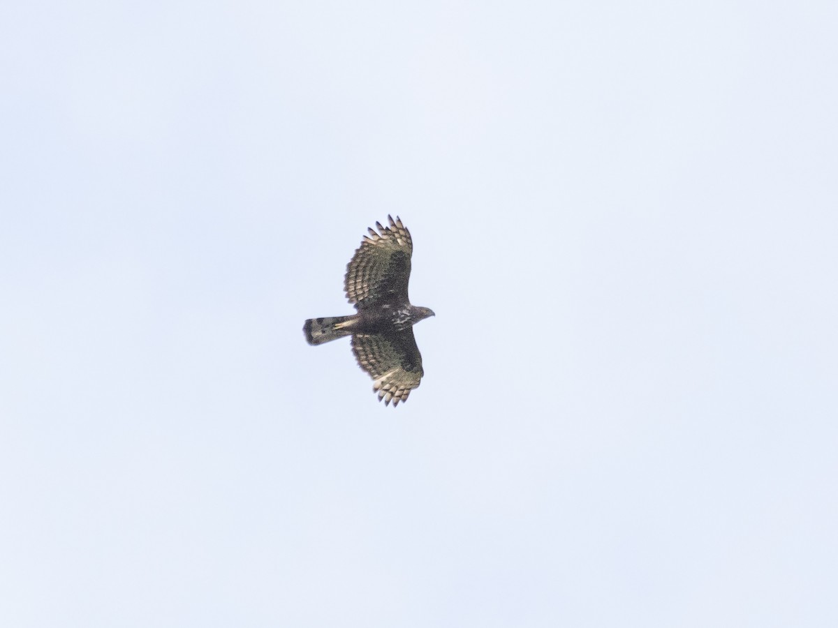 Changeable Hawk-Eagle - ML474795321