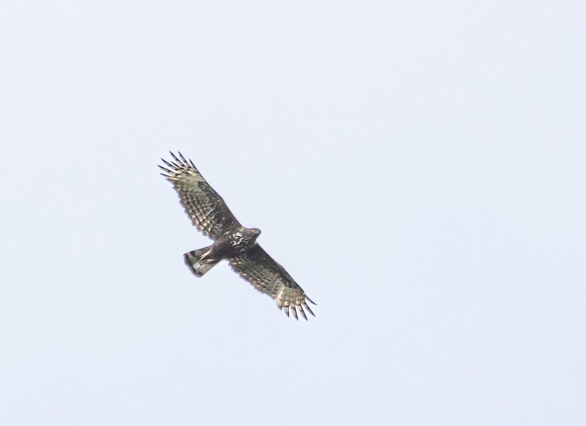 Changeable Hawk-Eagle - ML474795791