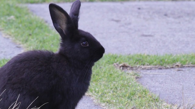 European Rabbit - ML474796